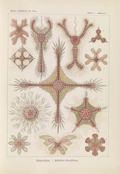 Discoidea. – Scheiben-Strahlinge av Ernst Haeckel