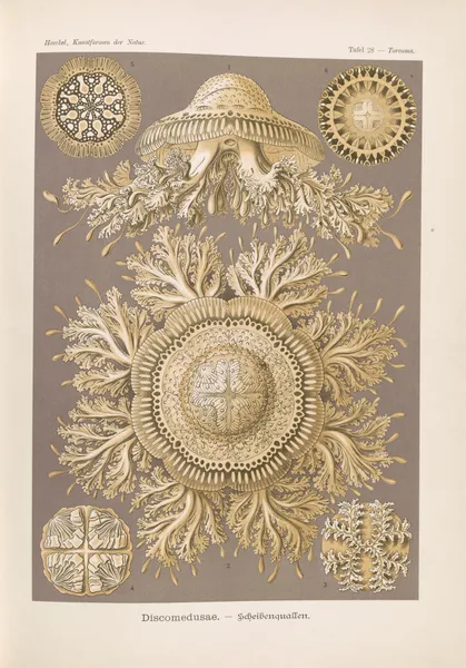 Discomedusae. – Scheibenquallen av Ernst Haeckel