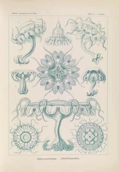 Discomedusae. – Scheibenquallen av Ernst Haeckel