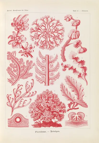 Florideae. – Rotalgen av Ernst Haeckel