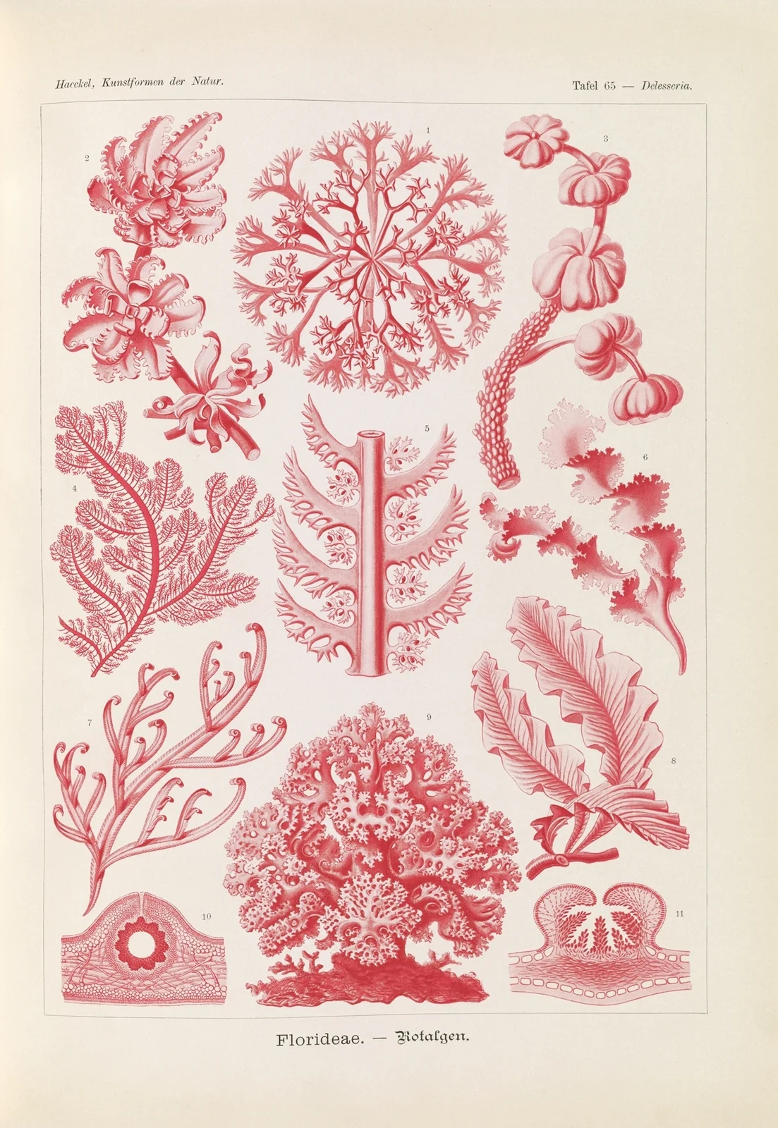 Florideae. – Rotalgen av Ernst Haeckel