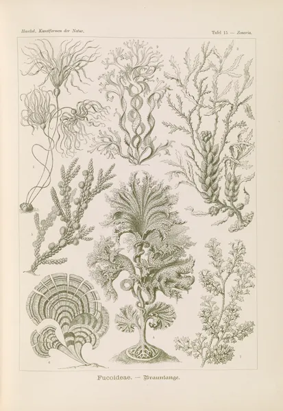 Fucoideae. – Brauntange av Ernst Haeckel