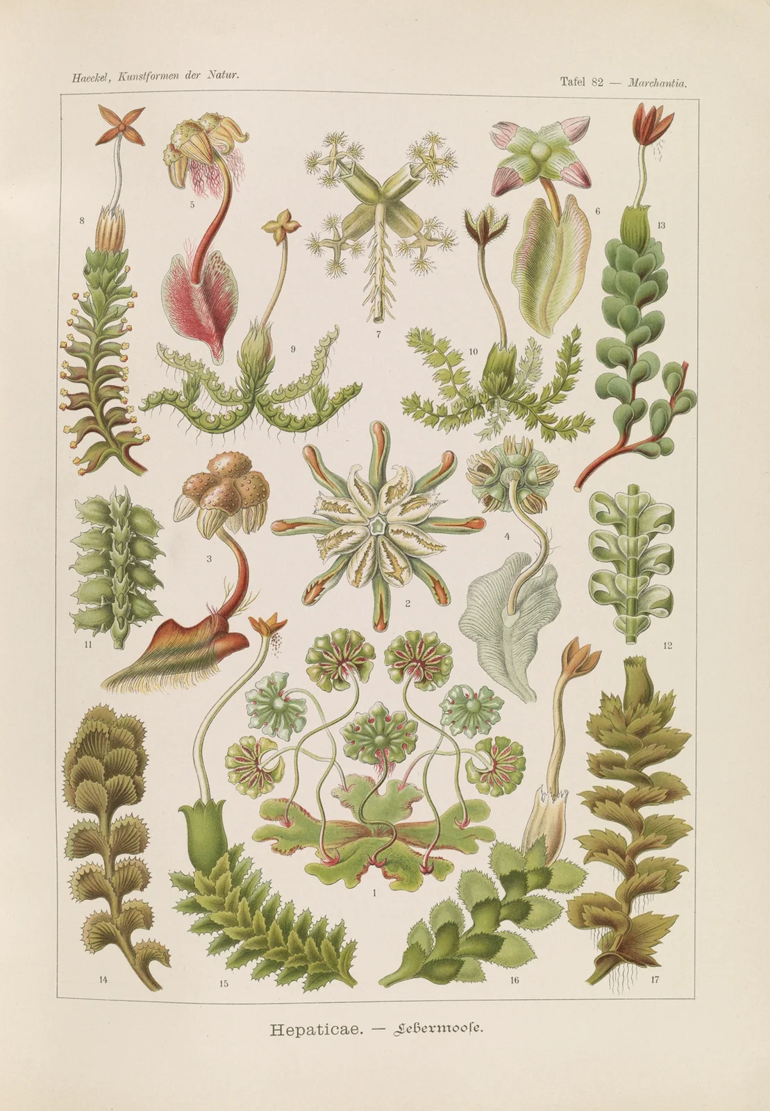 Hepaticae. – Lebermoose av Ernst Haeckel