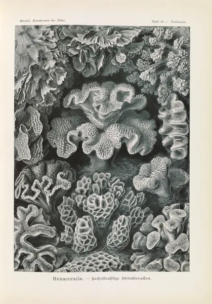 Hexacoralla. – Sechsstrahlige Sternkorallen av Ernst Haeckel