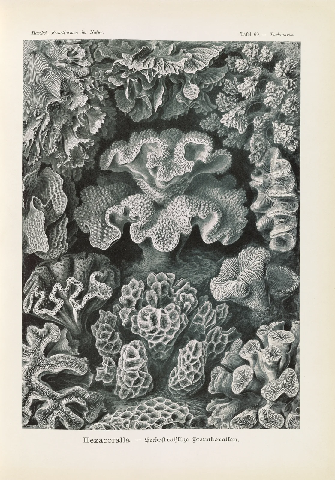 Hexacoralla. – Sechsstrahlige Sternkorallen av Ernst Haeckel