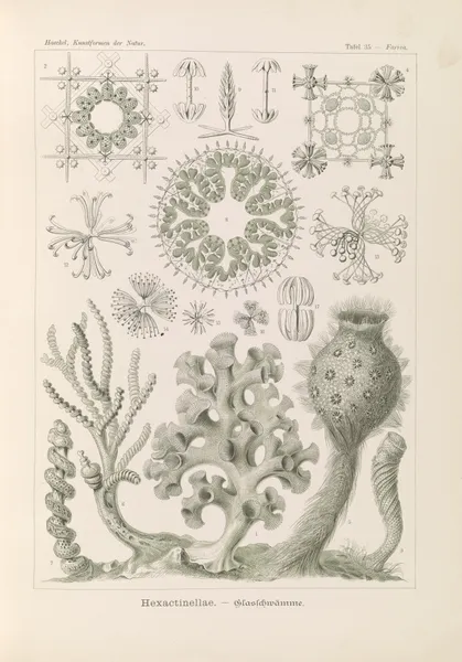Hexactinellae. – Glasschwämme av Ernst Haeckel