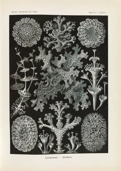 Lichenes. – Flechten av Ernst Haeckel