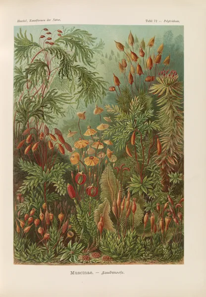 Muscinae. – Laubmoose av Ernst Haeckel