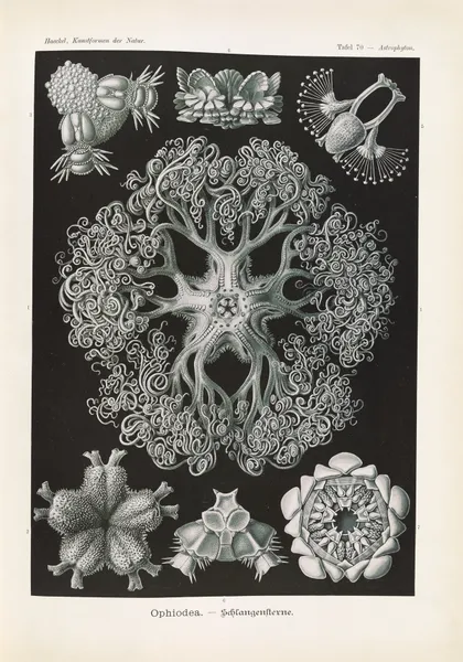 Ophiodea. – Schlangensterne av Ernst Haeckel