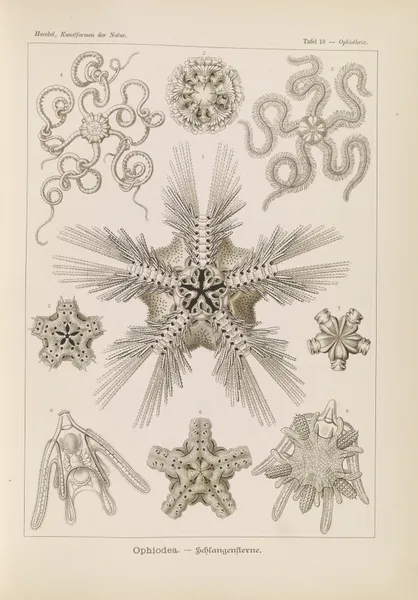 Ophiodea. – Schlangensterne. av Ernst Haeckel