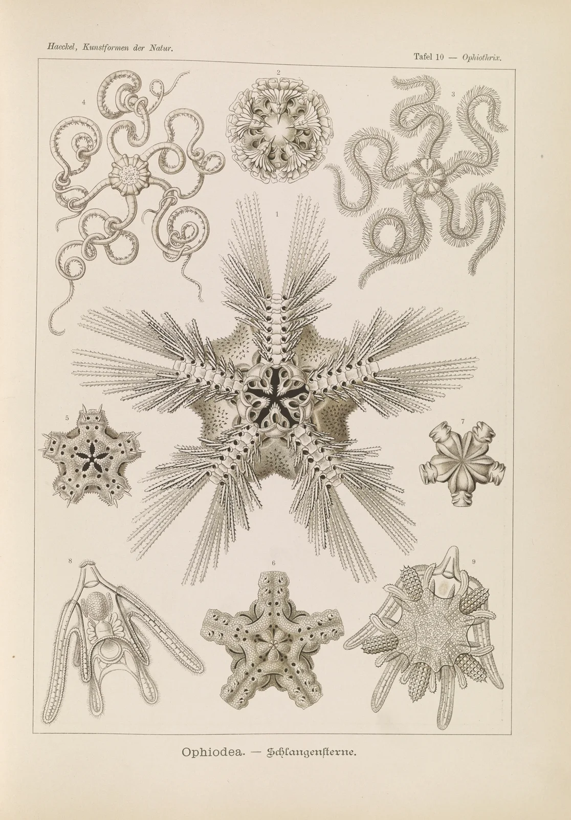 Ophiodea. – Schlangensterne. av Ernst Haeckel
