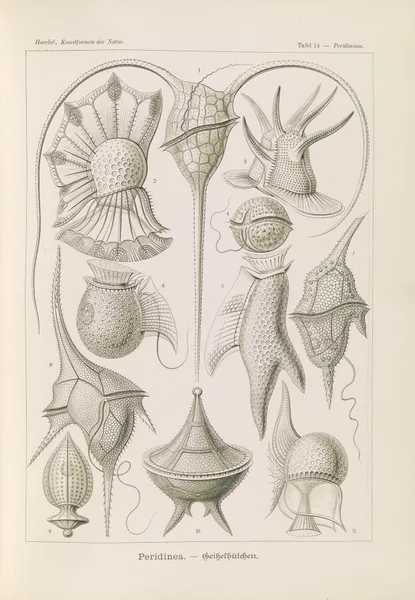 Peridinea. – Geikelhütchen av Ernst Haeckel