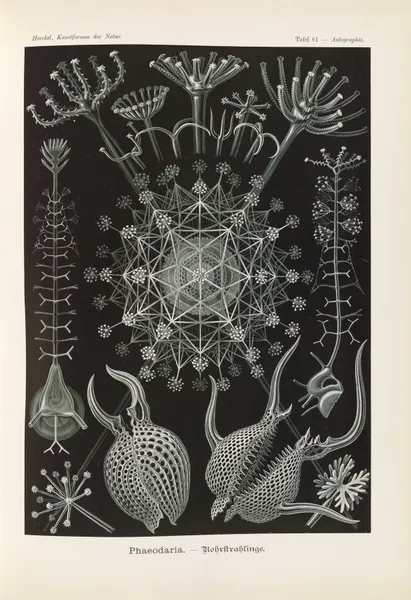 Phaeodaria. – Rohrstrahlinge 2 av Ernst Haeckel