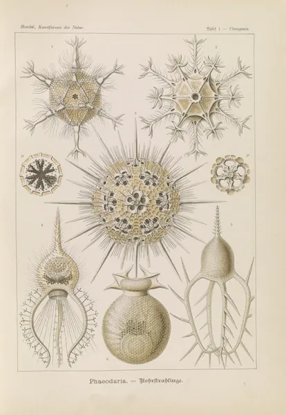 Phaeodaria. – Rohrstrahlinge av Ernst Haeckel