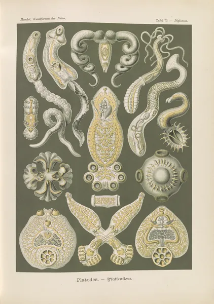 Platodes. – Plattentiere av Ernst Haeckel