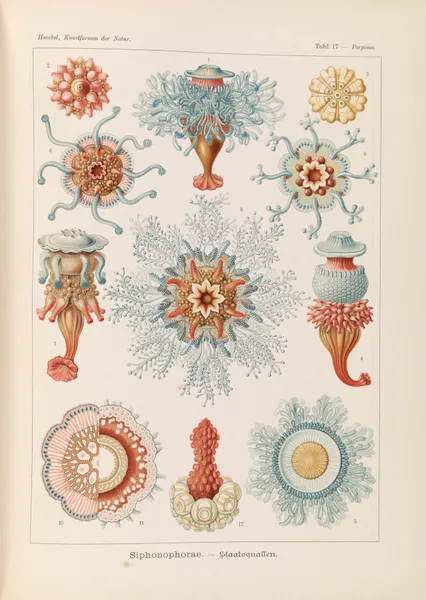 Siphonophorae. – Staatsquallen av Ernst Haeckel
