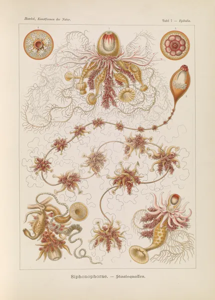 Siphonophorae. – Staatsquallen av Ernst Haeckel