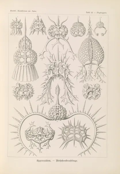 Spyroidea. – Nükchenstrahlinge av Ernst Haeckel