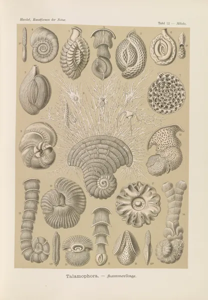 Talamophora. – Kammerlinge av Ernst Haeckel