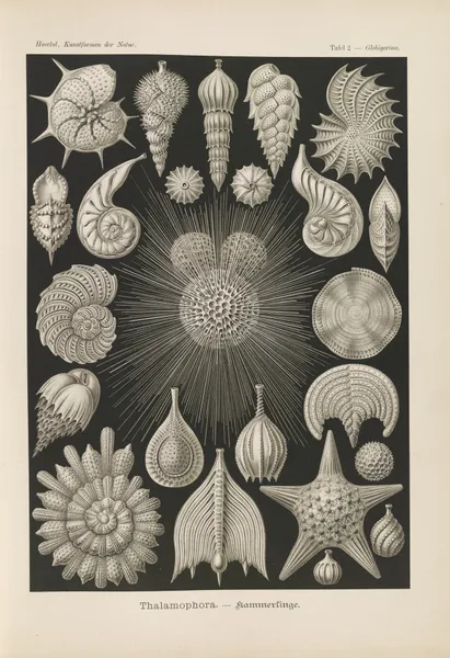 Thalamophora. – Kammerlinge. av Ernst Haeckel