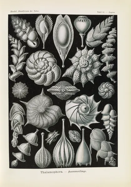 Thalamophora. – Kammerlinge av Ernst Haeckel