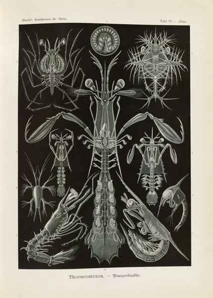 Thoracostraca. – Panzerkrebse av Ernst Haeckel