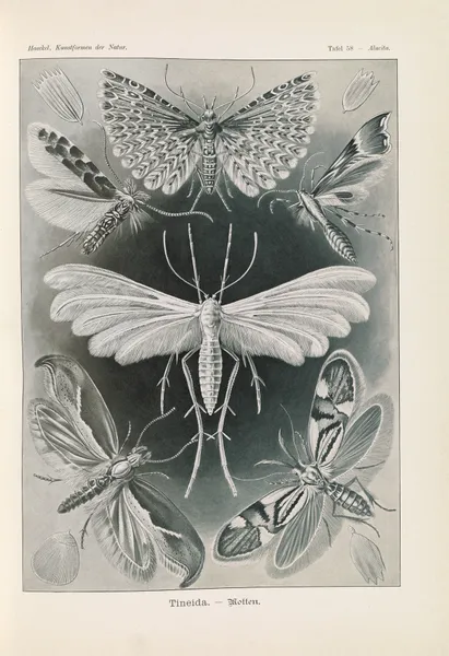 Tineida. – Motten av Ernst Haeckel