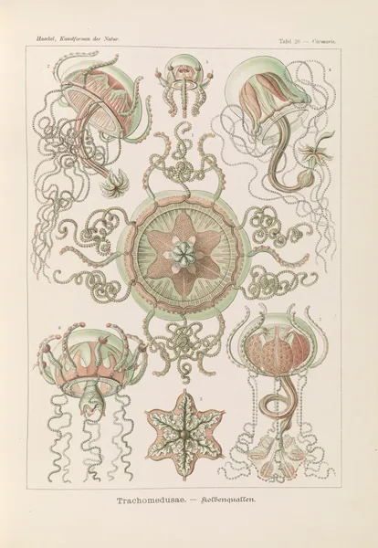 Trachomedusae. – Kolbenquallen av Ernst Haeckel