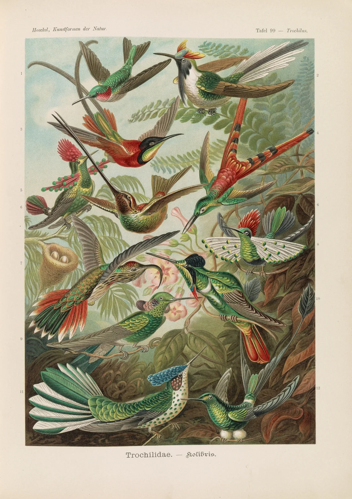 Trochilidae. – Kolibris av Ernst Haeckel