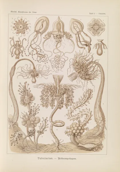 Tubulariae. – Röhrenpolnpen av Ernst Haeckel