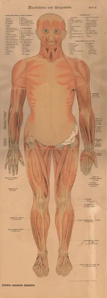 Muscles and internal organs av J.F. Schreiber