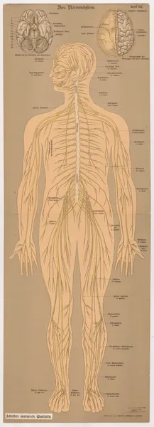 The nervous system av J.F. Schreiber
