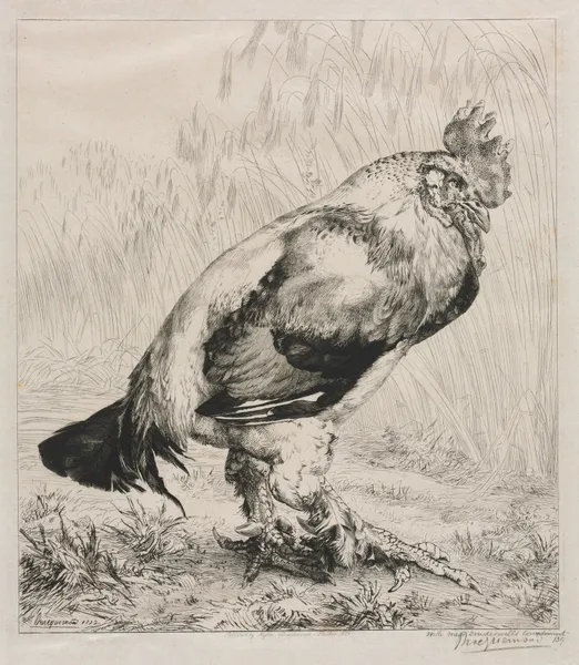 The Old Cock av Félix Bracquemond