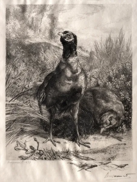 The Pheasants av Félix Bracquemond