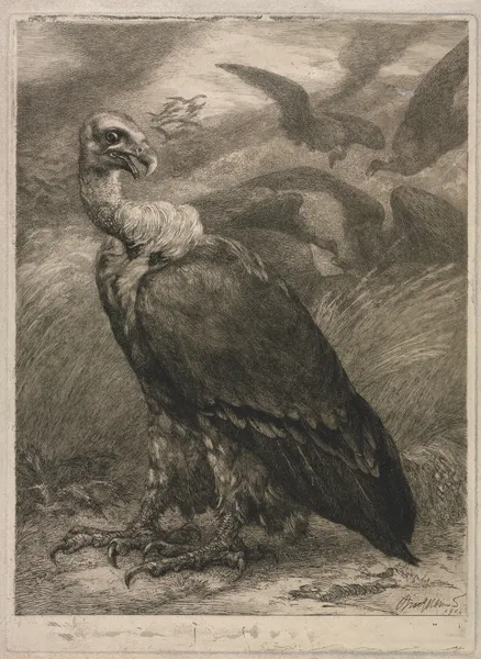 Vulture av Félix Bracquemond