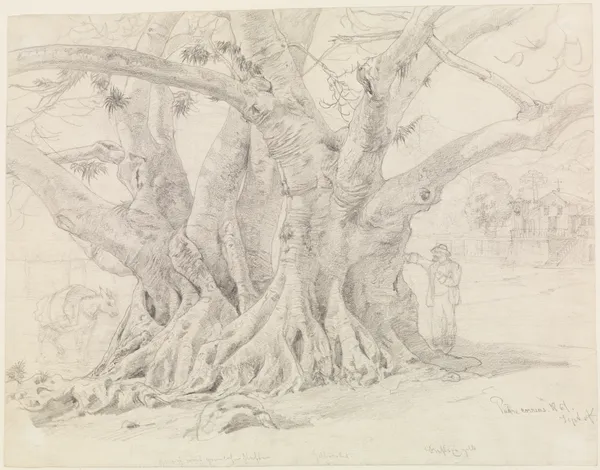 Baumstudie av Ferdinand Keller