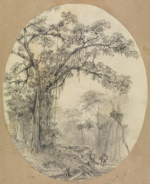 Baumstudie auf kleiner Anhöhe av Ferdinand Keller