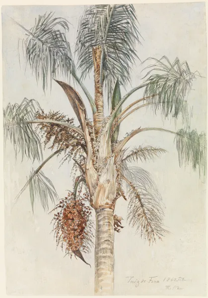 Krone einer Palme (Syagrus macrocarpa) in Juiz de Fora av Ferdinand Keller