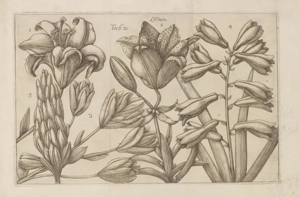 Lilium av Filippo Arena