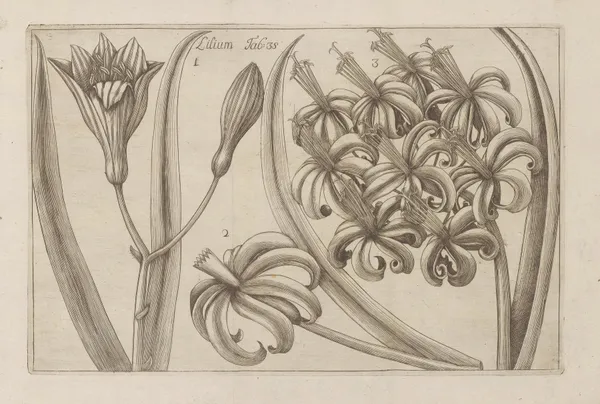 Lilium av Filippo Arena