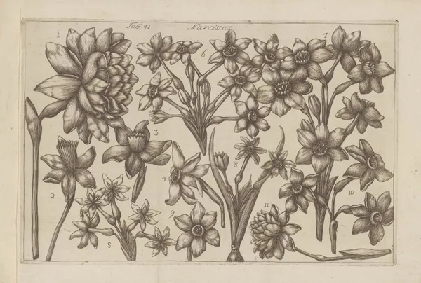 Narcissus av Filippo Arena