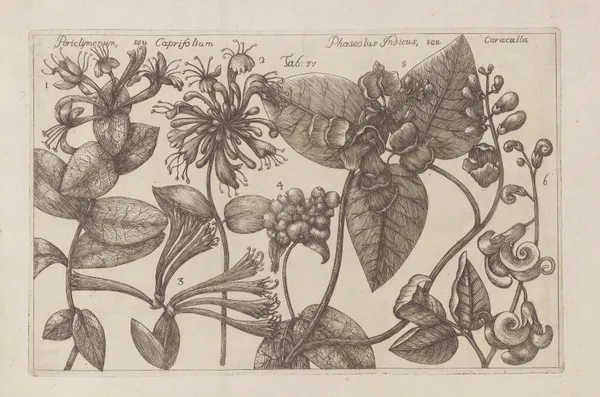 Periclymenum seu Caprifolium, Phaseolus indicus seu Caracalla av Filippo Arena
