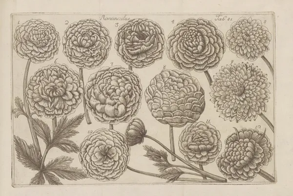 Ranunculus av Filippo Arena