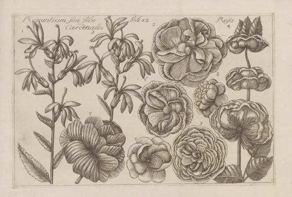 Rapuntium seu Flos Cardinalis, Rosa av Filippo Arena
