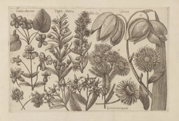 Viola martia, Virga aurea, Yucca, Xeranthemum av Filippo Arena