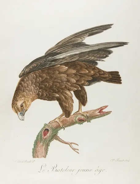 Le bateleur jeune age (18th century) av François Levaillant