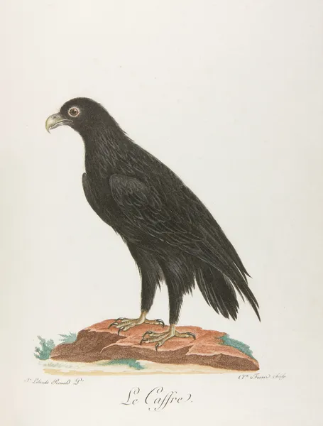 Le caffre (18th century) av François Levaillant