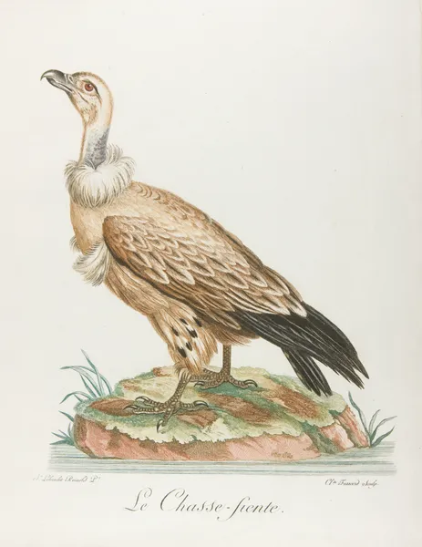 Le chasse-fiente (18th century) av François Levaillant