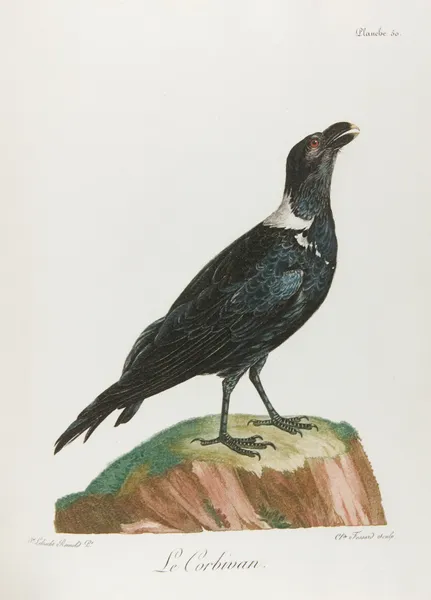 Le corbivan (18th century) av François Levaillant