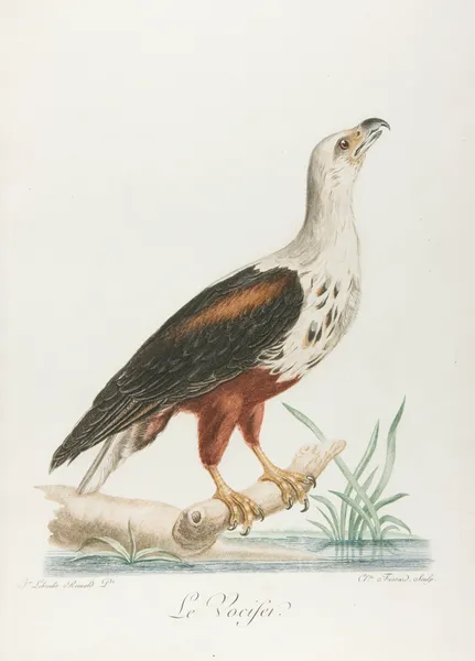 Le vocifer (18th century) av François Levaillant